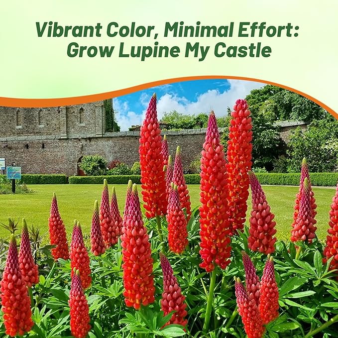 Outsidepride My Castle Red Russells Lupine Seeds - 500 Pcs Perennial, Self-Sowing, Cold Hardy & Frost Tolerant Wildflower Seeds for Fall Planting, Ideal for Attracting Pollinators & Hummingbirds