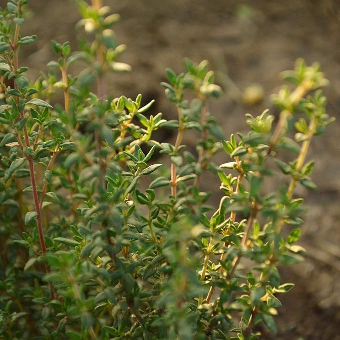 Thyme - 250 Seeds - Heirloom & Open-Pollinated Variety, Non-GMO Culinary Herb Seeds for Planting, Grow Kitchen Herbs Indoors/Outdoors in Containers/aerogarden/Home Garden, Thresh Seed Company