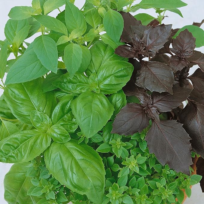 Organic Culinary Blend Basil 2 Gram ~1,350 Seeds – Genovese, Lemon, Lime, Thai & Dark Opal—80 Days—Non-GMO, Open-Pollinated—Grow in Containers or Microgreens—Annual Herb—Ocimum basilicum
