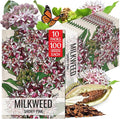 Seed Needs Showy Milkweed Seeds for Planting - Untreated & Open Pollinated, Attracts Monarch Butterflies in a Butterfly Garden (10 Packs)
