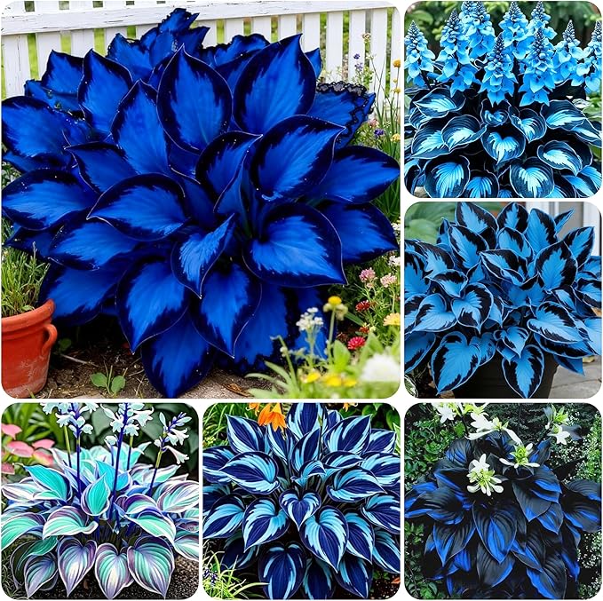 340+ USA PERMIUM Giant Hosta Flower Seed for Planting Outdoors-Non GMO Heirloom Shade Garden Flowers Open Pollinated
