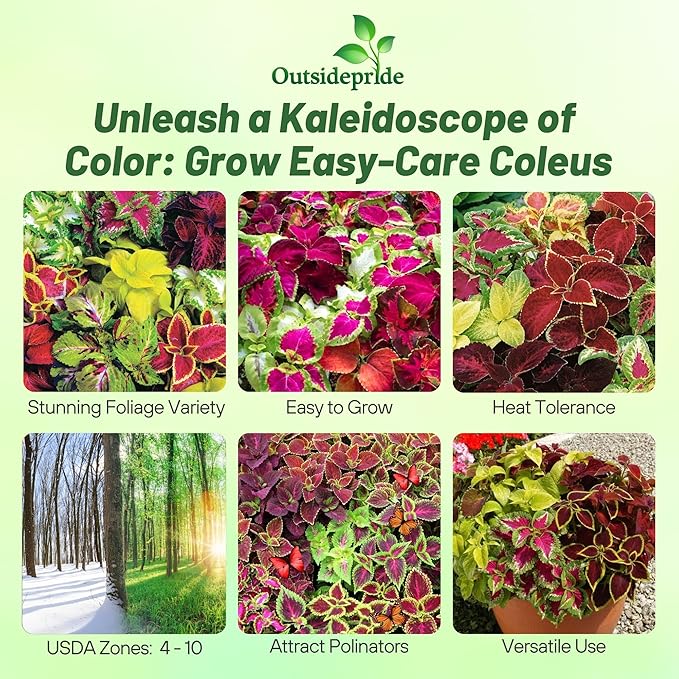 Outsidepride Rainbow Mix Coleus Seeds for Planting - 5000 Pcs Annual, Compact, & Easy to Grow, Flower Seeds with Serrated Foliage, Ideal for Shaded Areas, Containers, Borders, & Gardens