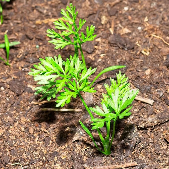 Seed Needs Carrot Seeds for Planting Rainbow Carrots - Non-GMO Heirloom & Untreated Veggie Seed to Grow a Home Grown Vegetable Garden in Fall or Spring (5 Packs (4,000 Seeds))