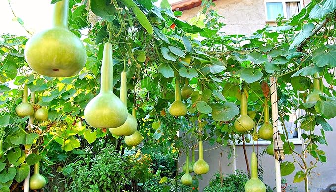 NIKA SEEDS - Seeds Vegetable Calabash Bottle Gourd Green (Lagenaria) - 10 Seeds