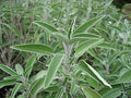 Sage (Salvia Officinalis) Great Garden Heirloom Herb 100 Seeds