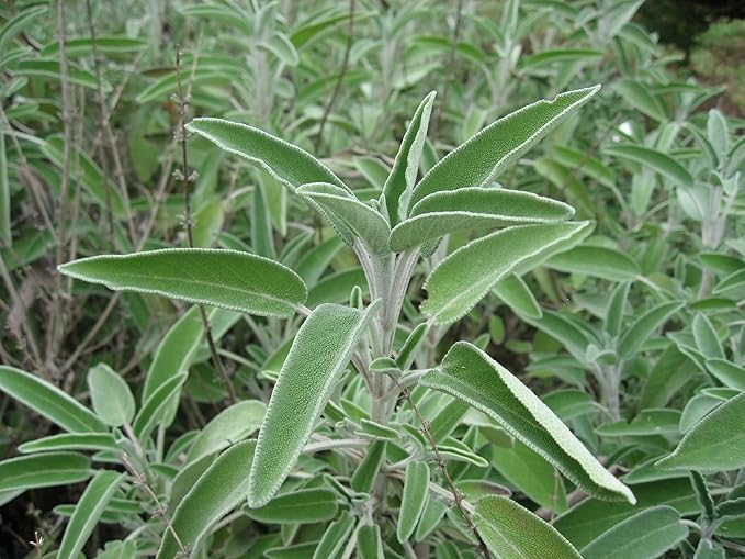 Sage (Salvia Officinalis) Great Garden Heirloom Herb 100 Seeds