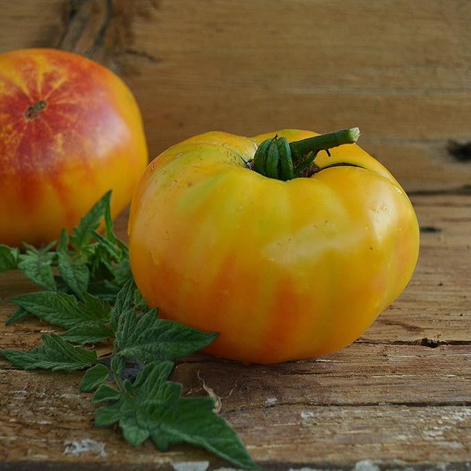 Gold Medal Heirloom Tomato - 50 Seeds - Open-Pollinated Variety, Sweet with Low-Acid Content, USA-Grown, Non-GMO Vegetable Seeds for Planting Outdoors in The Home Garden, Thresh Seed Company