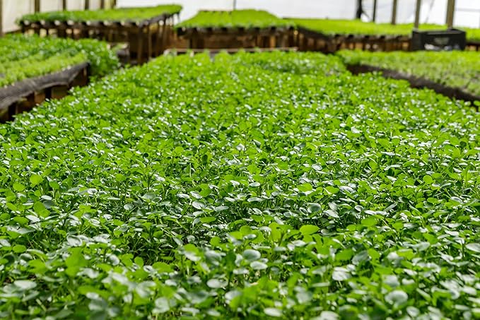 TKE Farms & Gardens - Watercress Seeds for Planting, 1500+ Non-GMO Heirloom Seeds, Grow a Nutrient-Rich Superfood, Easy for Indoor & Outdoor Gardens, Includes Planting Instructions, Qty 1
