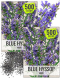 Seed Needs Hyssop Seeds for Planting Blue Hyssop Herbs - Non-GMO Heirloom & Untreated Hyssopus officinalis Seed to Plant an Indoor/Outdoor Medicinal Herb Garden (2 Packs)
