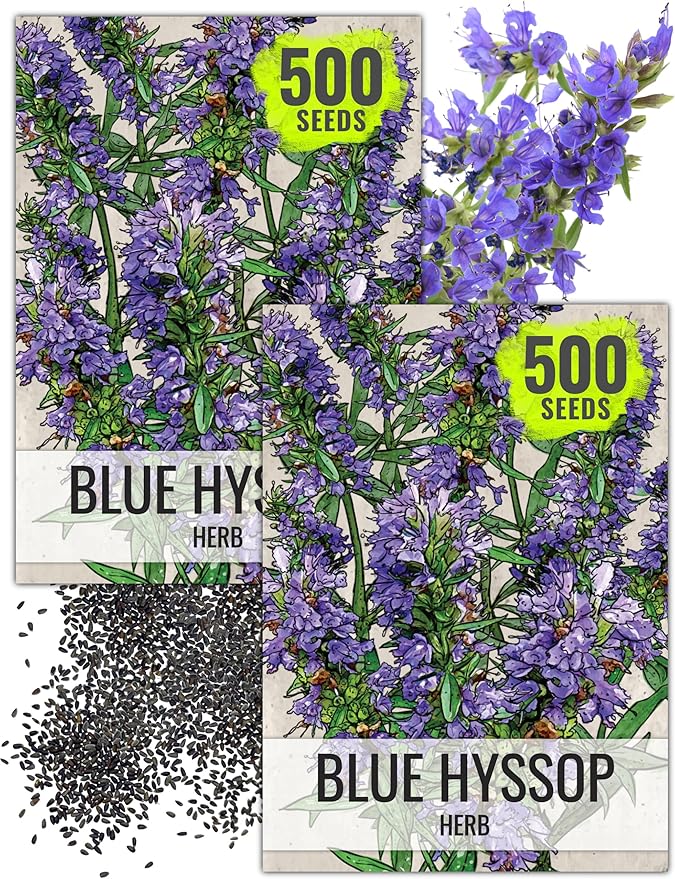 Seed Needs Hyssop Seeds for Planting Blue Hyssop Herbs - Non-GMO Heirloom & Untreated Hyssopus officinalis Seed to Plant an Indoor/Outdoor Medicinal Herb Garden (2 Packs)