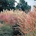 Outsidepride New Hybrids Miscanthus Sinensis Seeds - 250 Pcs. Perennial, Drought & Heat Tolerant, Chinese Silver Ornamental Grass, Tall Growth, Low Maintenance for Landscaping & Privacy Screens