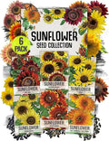 Seed Needs Sunflower Seeds for Planting an Outdoor Flower Garden - Heirloom & Open Pollinated Variety Pack Collection - Plant a Butterfly Garden to Attract Pollinators (6 Packs)