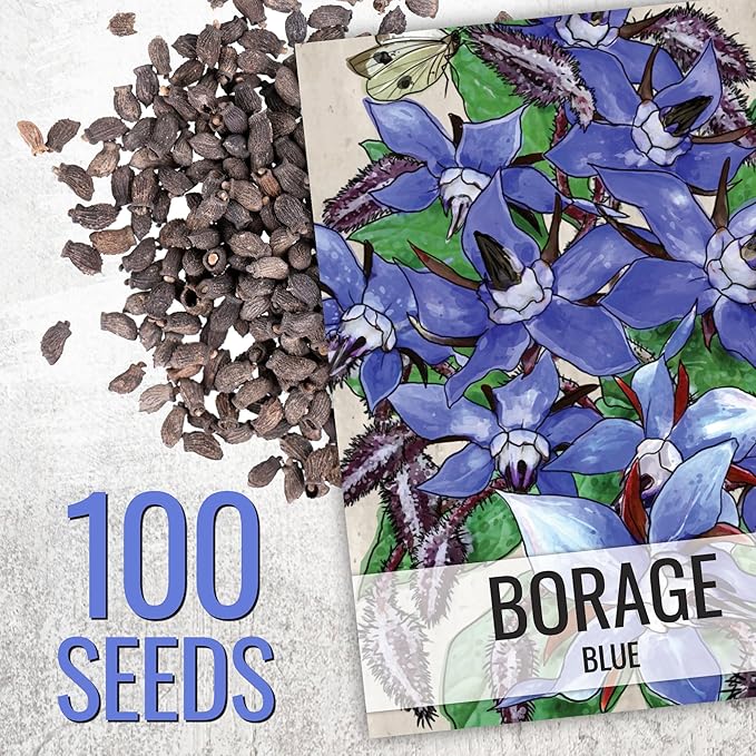 Seed Needs Borage Seeds for Planting Blue Star Flowers - Heirloom Non-GMO & Untreated - Plant a Home Grown Flowering Herb Garden Attract Bees, Butterflies & Other Pollinators (1 Pack)