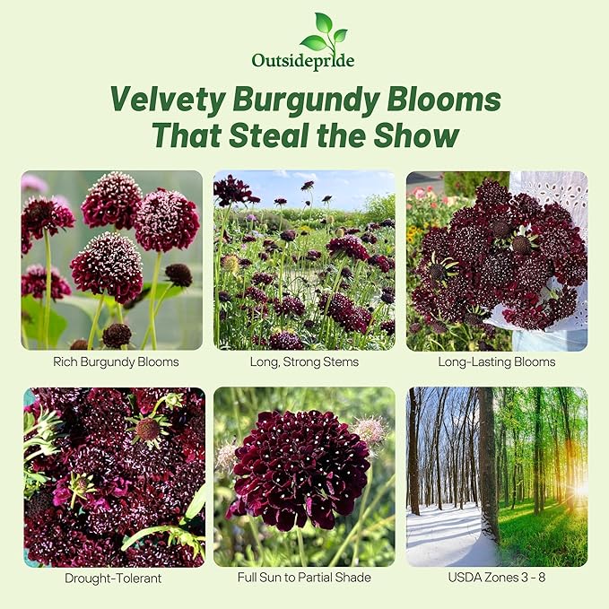 Outsidepride Burgundy Beau Scabiosa Seeds - 500 Pcs Perennial Pincushion Flower Seeds That Attract Pollinators, Upright & Neat Growth Habit for Small Gardens, Borders, Containers, & Xeriscaping
