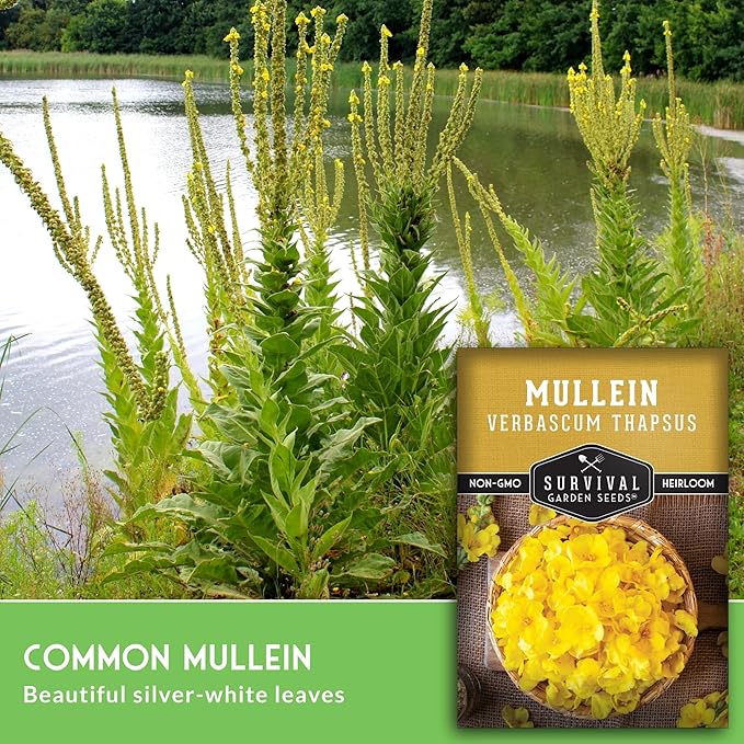Mullein Seeds for Planting - Verbascum Thapsus Medicinal Biennial Herb with Tall Yellow Flowers - Heirloom Non-GMO Open Pollinated Pollinator Friendly - Survival Garden Seeds (5 Pack)