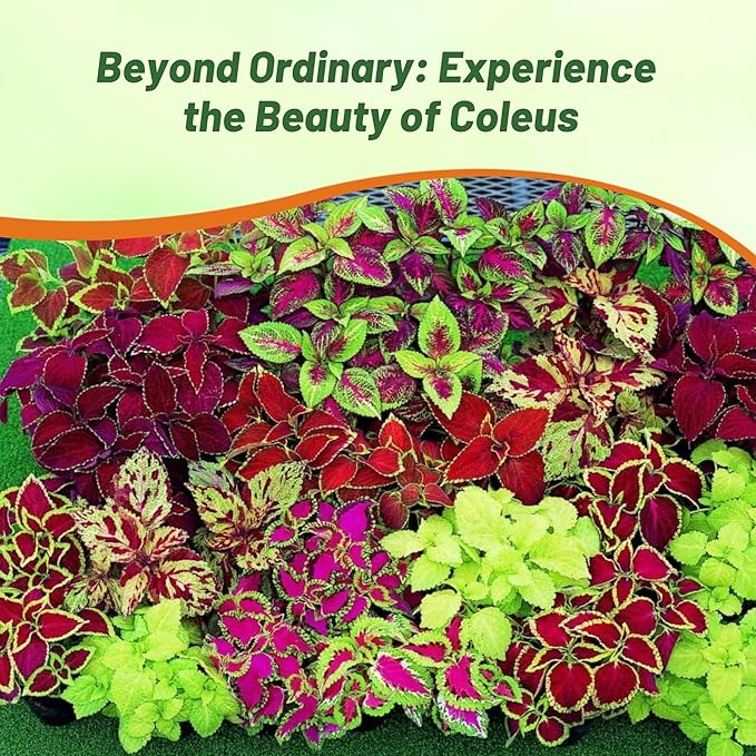 Outsidepride Rainbow Mix Coleus Seeds for Planting - 10,000 Pcs Annual, Compact, & Easy to Grow, Flower Seeds with Serrated Foliage, Ideal for Shaded Areas, Containers, Borders, & Gardens
