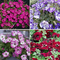 Night Sky Petunia Seeds for Planting, 500pcs Dwarf Wave Petunia Flowers Plant Seeds, Non-GMO Heirloom Annual Beauty Home Garden Flowers in Outdoors Indoor