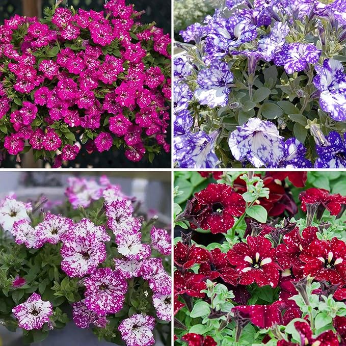 Night Sky Petunia Seeds for Planting, 500pcs Dwarf Wave Petunia Flowers Plant Seeds, Non-GMO Heirloom Annual Beauty Home Garden Flowers in Outdoors Indoor