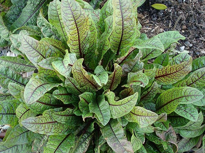 NIKA SEEDS - Seeds Herb Sorrel Bloody Dock Red Veined - 100 Seeds