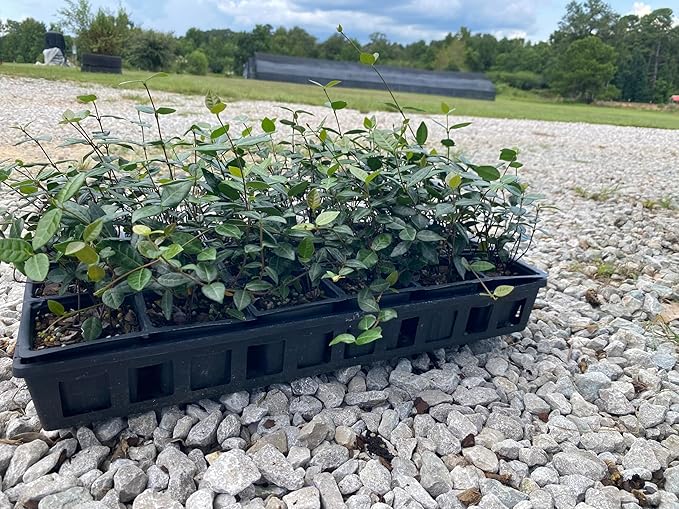 Asiatic Jasmine Live Plants, 3 inch Pot, Evergreen Ground Cover 18 Count