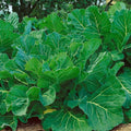 Portuguese Kale Seeds - 4 Oz ~32000 Seeds - Non-GMO, Heirloom - Vegetable Garden, Growing Microgreens - Brassica oleracea