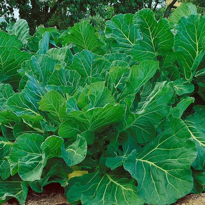 Portuguese Kale Seeds - 4 Oz ~32000 Seeds - Non-GMO, Heirloom - Vegetable Garden, Growing Microgreens - Brassica oleracea