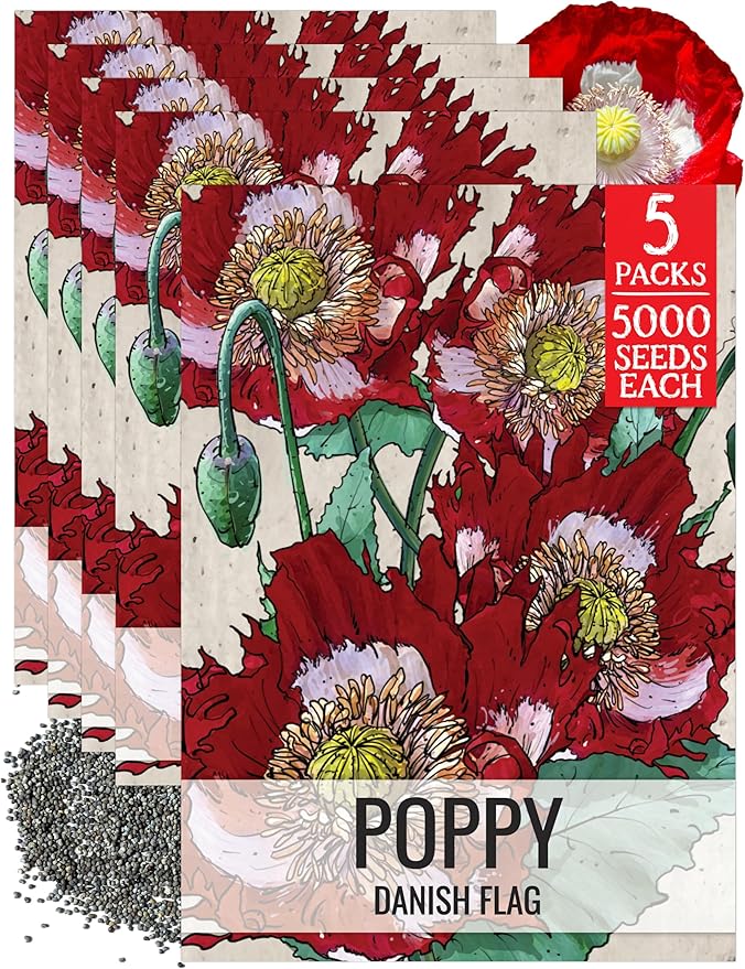 Seed Needs Danish Flag Poppy Seeds for Planting - Heirloom & Open Pollinated Annual Flowers - Attracts Pollinators/Butterflies to a Butterfly Garden (5 Packs)