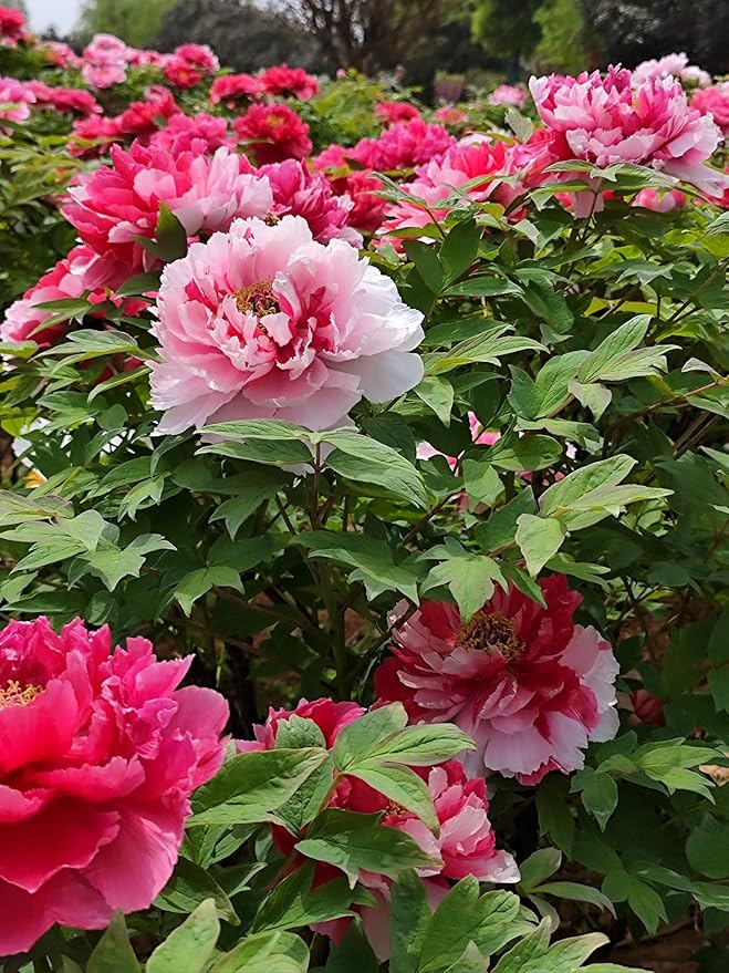 Mixed Colors Peony Flower Seeds Double Garden Plant Flower Bloom Rare Exotic Beautiful Perennial Bonsai Plant Garden 20pcs