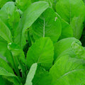Komatsuna Tendergreen Spinach Mustard - 500 Seeds - Heirloom Variety, Non-GMO Vegetable Seeds for Planting Outdoors in The Home Garden