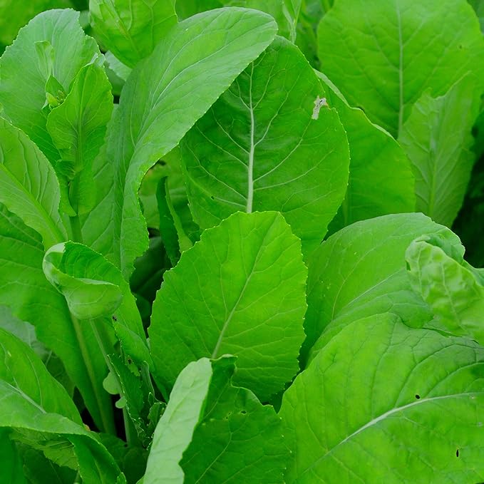 Komatsuna Tendergreen Spinach Mustard - 500 Seeds - Heirloom Variety, Non-GMO Vegetable Seeds for Planting Outdoors in The Home Garden