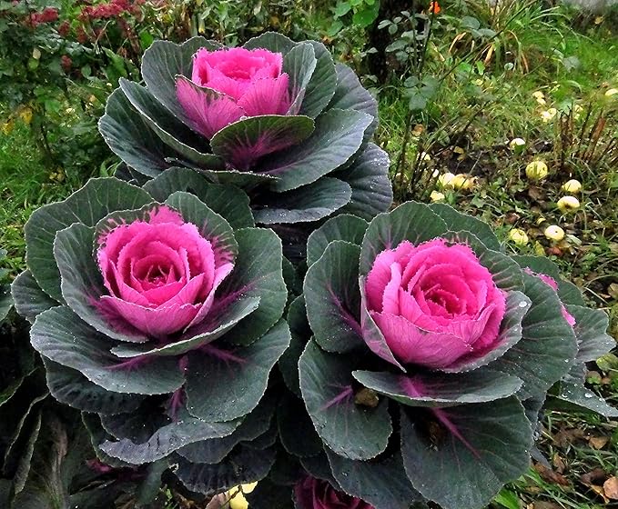 Seeds Flowering Kale Large Leaf Mix - Heirloom Vegetable - GMO Free