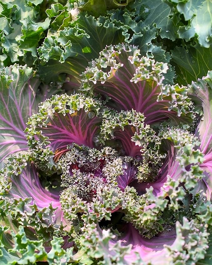 Kale Red Russian Great Heirloom Vegetable by Seed Kingdom (1 OZ Seeds)