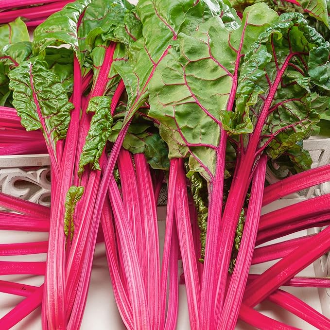 Flamingo Swiss Chard Seeds - 4 Oz ~4400 Seeds - Non-GMO - Vegetable Garden, Growing Microgreens - Beta vulgaris