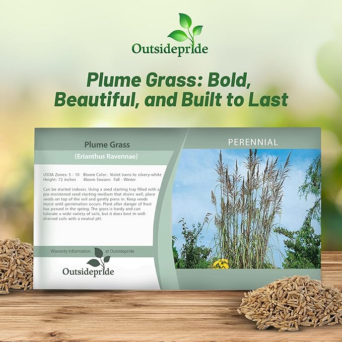 Outsidepride Erianthus Ravennae Plume Grass Seed - 250 Pcs Perennnial Hardy, Giant Ornamental Grass Seeds with Arching Gray-Green Leaves & Cream Plumes for Pampas Substitute
