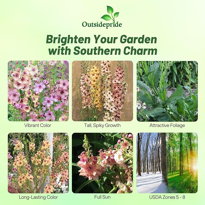 Outsidepride Southern Charm Mullein Seeds for Planting - 30 Pcs Self-Seeding, Perennial Heirloom Seeds for Planting Flowers, for Cut Flower Arrangements, Xeriscaping, Rock Gardens & Containers