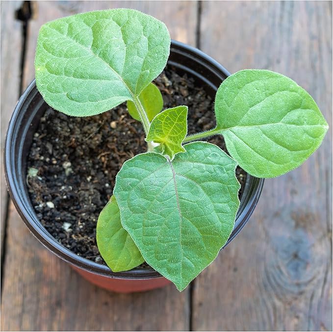Seed Needs Chinese Lantern Seeds for Planting (Physalis Alkekengi) Heirloom & Open Pollinated Orange Ornamental Husk Cherries - Annuals to Plant an Outdoor Garden (1 Pack)