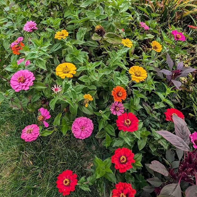 50 Mixed Color Zinnia Seeds – Vibrant Annual Garden Flowers, Easy-to-Grow Heirloom Blooms for Cut Flowers and Bouquets