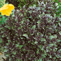 Corsican Basil 4 Oz ~76,800 Seeds – Heirloom, Non-GMO – 80 Days to Maturity – Sweet Green & Purple Leaves – Ocimum basilicum – Annual Herb – Container Friendly – Grows as Microgreens