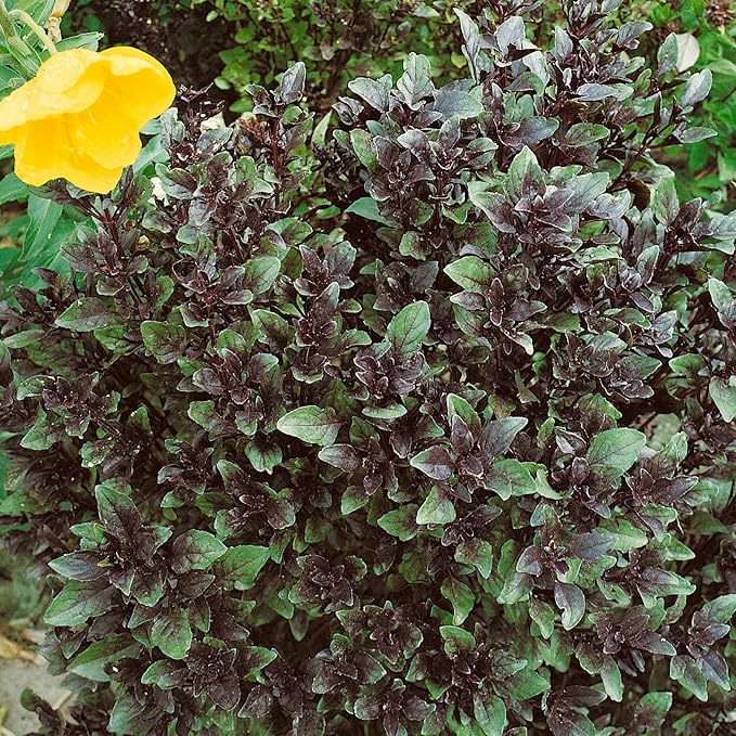 Corsican Basil 2 Gram ~1,250 Seeds – Heirloom, Non-GMO – 80 Days to Maturity – Sweet Green & Purple Leaves – Ocimum basilicum – Annual Herb – Container Friendly – Grows as Microgreens