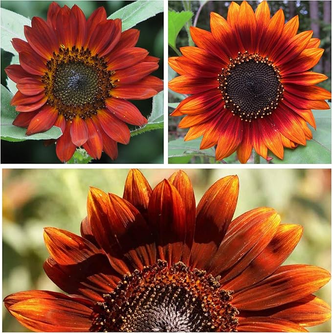 Seed Needs Velvet Queen Sunflower Seeds for Planting Red-Orange Flowers - Heirloom & Open Pollinated Flower Seed to Plant an Outdoor Butterfly Garden (1 Pack)
