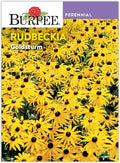 Burpee Rudbeckia 'Goldsturm' Seeds - Classic Perennial Coneflower