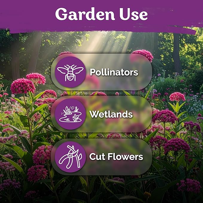 KVITER 150 Swamp Milkweed Seeds (Asclepias Incarnata) - Rose Milkweed, Heirloom, Perennial Wildflower, Pink Blooms, Butterfly and Honeybee Pollinator - Flower Seeds in Seed Packets for Outdoor Gardens