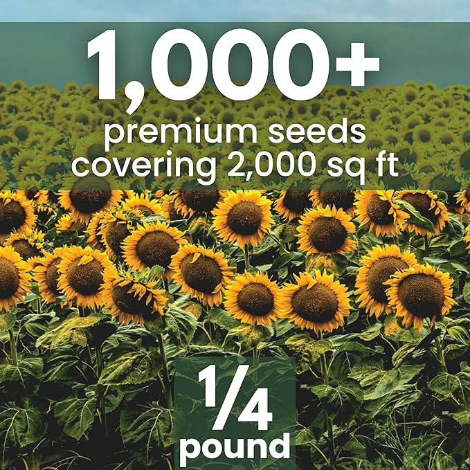 Black Mammoth Sunflower - Bulk 1/4 Pound Pouch - 1,000 Flower Seeds for Planting - Helianthus annuus