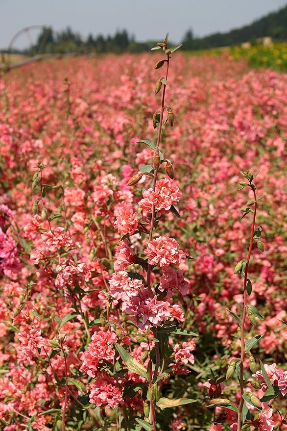 Clarkia Flower Seeds – Elegant Double Light Salmon (Clarkia Unguiculata) – 1000+ Non-GMO Heirloom Seeds, by Isla’s Garden Seeds, Perfect for Home Gardens, Easy to Grow, Beautiful Blooms, Great Gift