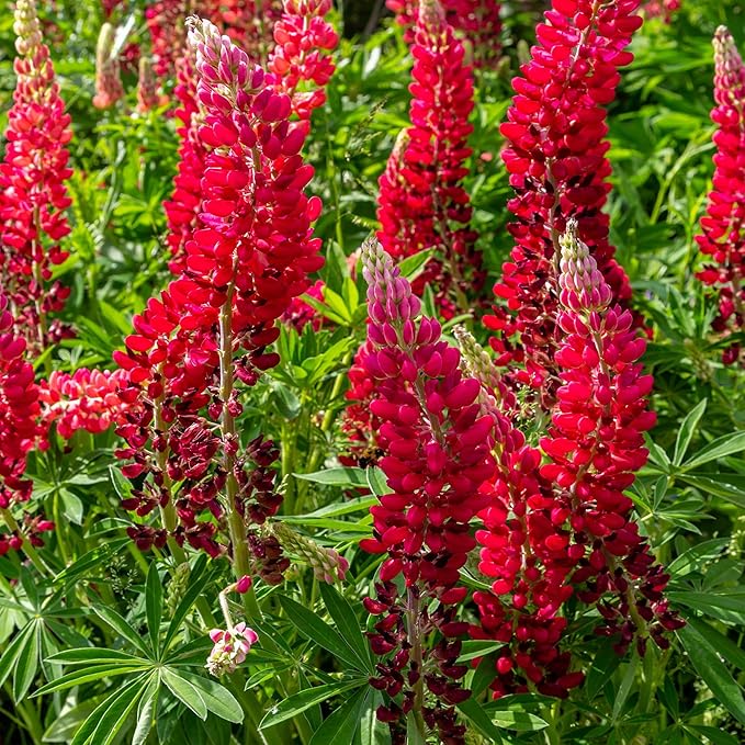 Outsidepride My Castle Red Russells Lupine Seeds - 500 Pcs Perennial, Self-Sowing, Cold Hardy & Frost Tolerant Wildflower Seeds for Fall Planting, Ideal for Attracting Pollinators & Hummingbirds