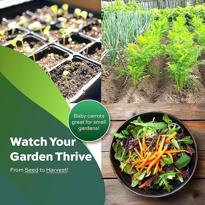 2,000 Little Fingers Carrot Seeds - Heirloom Non-GMO USA Grown - Grows Small 3" Baby Carrots for Small Spaces - Mini Vegetable Seeds for Planting