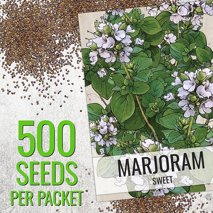 Seed Needs Sweet Marjoram Seeds for Planting - Heirloom, Non-GMO & Untreated - Perennial Culinary & Medicinal Herbs for Indoor/Outdoor Growing (1 Pack)