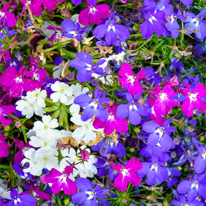 Seed Needs, Cascade Mixture Lobelia Seeds - 5,000 Heirloom Seeds for Planting Lobelia pendula - Colorful Flowers Great for Hanging Baskets, Pots & Containers (1 Pack)