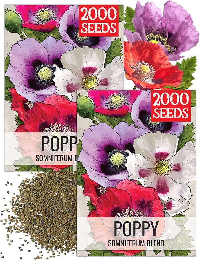 Seed Needs Mixed Somniferum Poppy Seeds for Planting - Heirloom & Open Pollinated Annual Flowers - Colorful Masses of Wildflowers, Perfect for a Butterfly Garden (2 Packs)