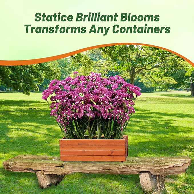 Outsidepride Rose Statice Flower Seeds - 2000 Pcs Annual Easy to Grow Drought Tolerant Flower Seeds for Floral Arrangements, Borders, & Pollinator Garden